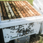🍯 Descubre la importancia de la trazabilidad 🐝 en la producción de miel