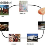 🐄 Descubre la importancia de la trazabilidad del 🐮 ganado bovino