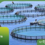 🐟🔎 Descubre la importancia de la trazabilidad en la acuicultura: guía completa