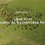 🐮🔍 «Identificación para Trazabilidad Pecuaria: La clave para un control eficiente 🐾