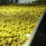 🌳🌱✅ La trazabilidad de la aceituna en Extremadura: ¡Descubre todo lo que necesitas saber!
