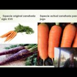 🥕 Descubre la 🚀Trazabilidad de la Zanahoria🥕: Controla el origen y calidad de tus alimentos