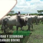 🐮💡 Descubre la importancia de la trazabilidad del ganado en la industria agropecuaria